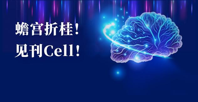 Cell项目文章 | 中国科学家解码人脑多区域时空发育奥秘！